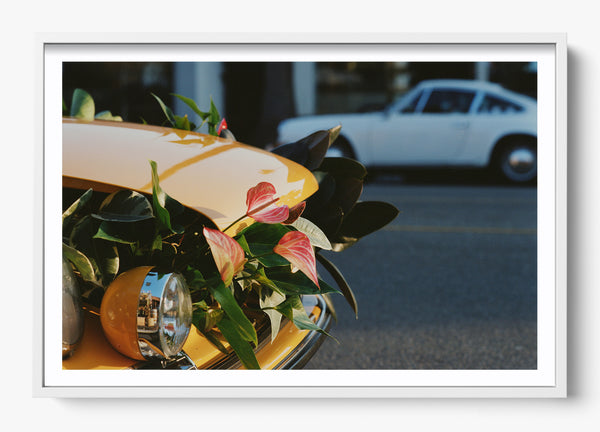 Petal To The Metal in a White frame