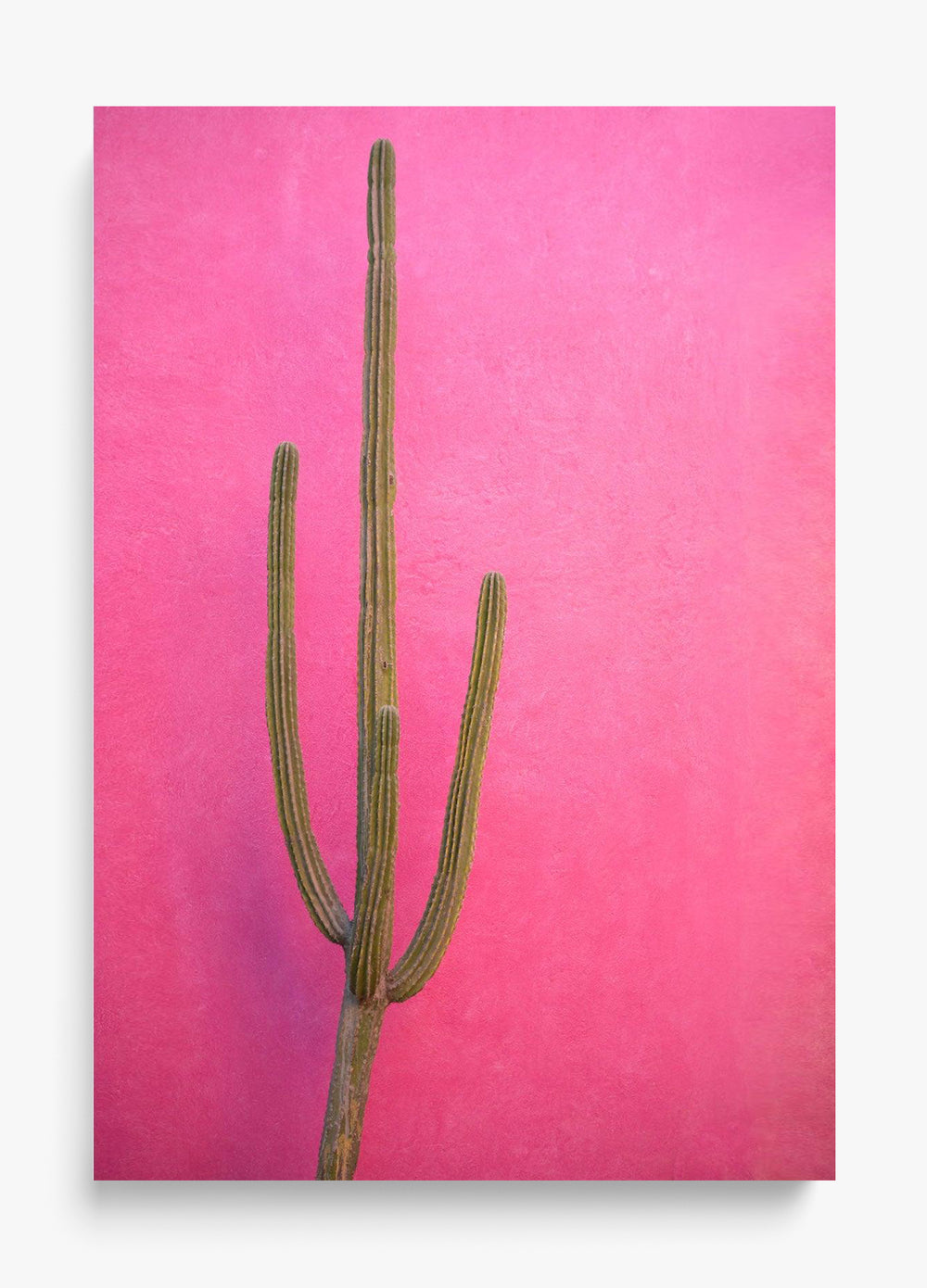 Cactus Pink Unframed