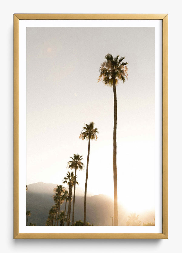 Foggy Palms in a Gold frame
