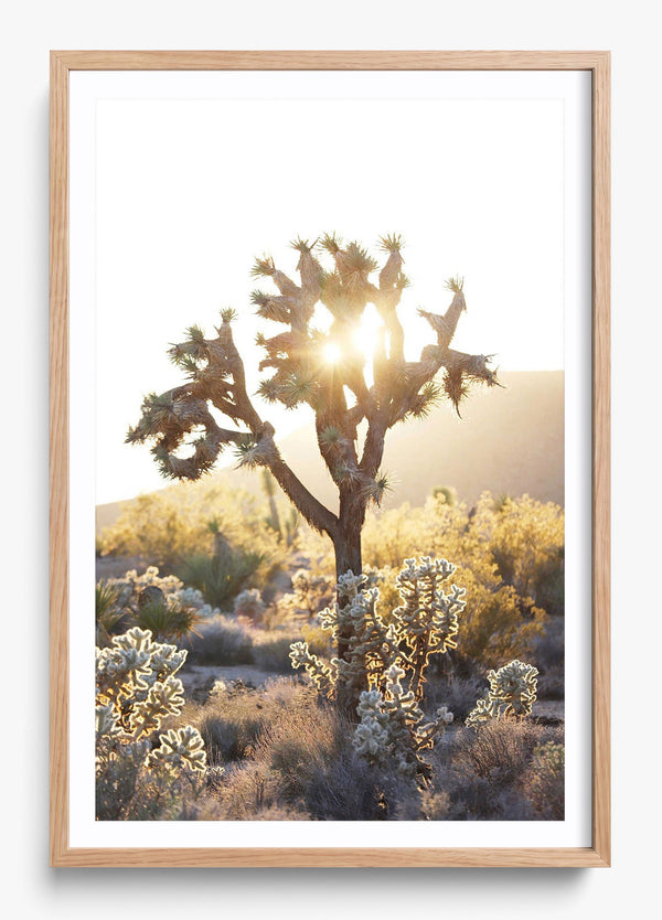 Joshua Tree Sunset in a Hickory frame