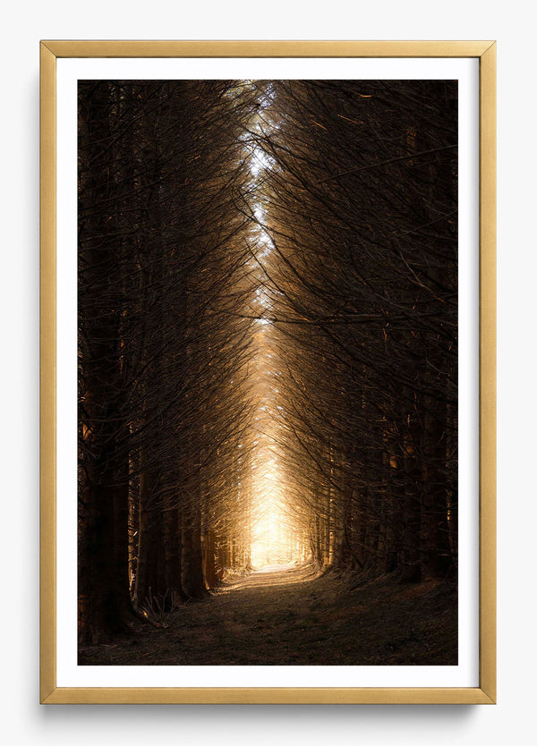 Moving Forward in a Gold frame
