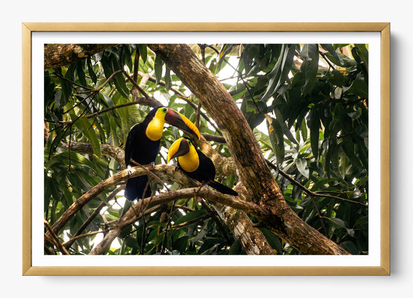 My Polly in a Gold frame