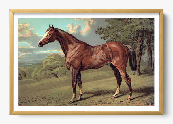 Old Red in a Gold frame