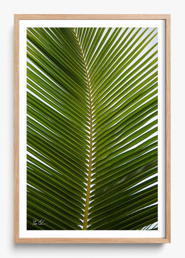 Outstretched in a Hickory frame