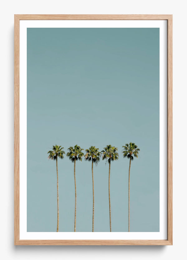Palm Society in a Hickory frame
