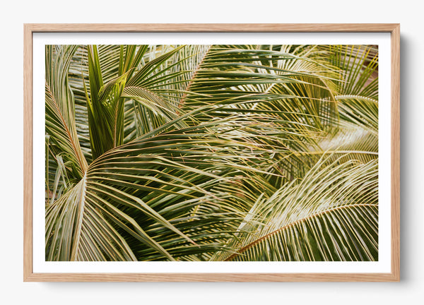 Whispering Palms in a Hickory frame