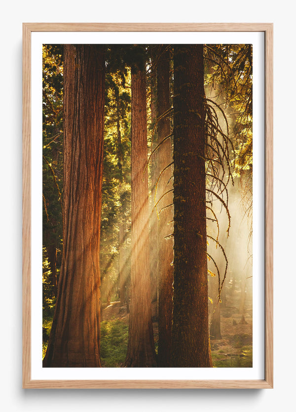 Into The Wilderness in a Hickory frame
