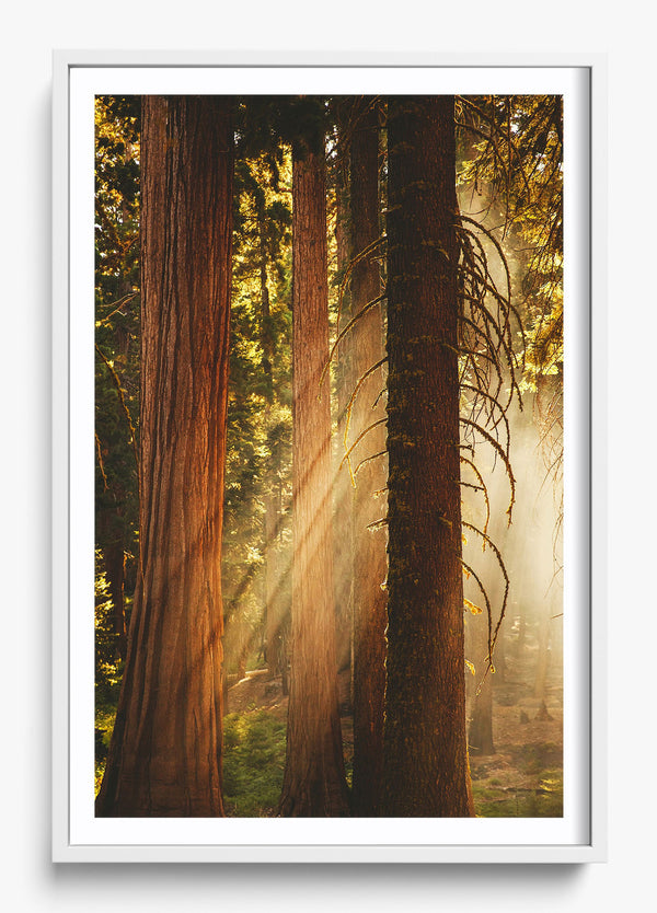 Into The Wilderness in a White frame