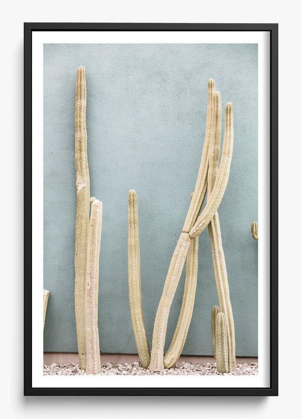 Melrose Cacti in a Black frame
