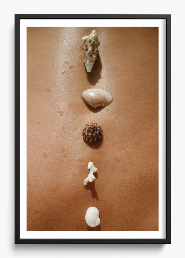 Seashells in a Black frame