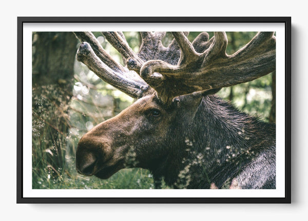 Was Wild Once in a Black frame