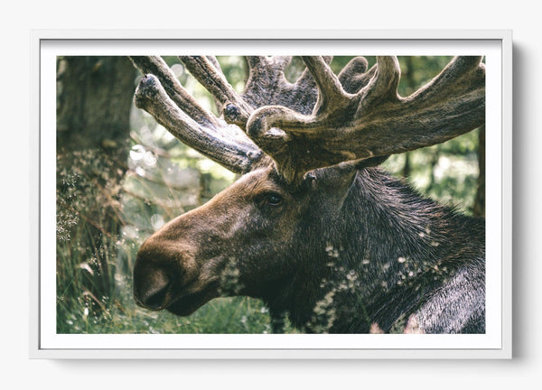 Was Wild Once in a White frame