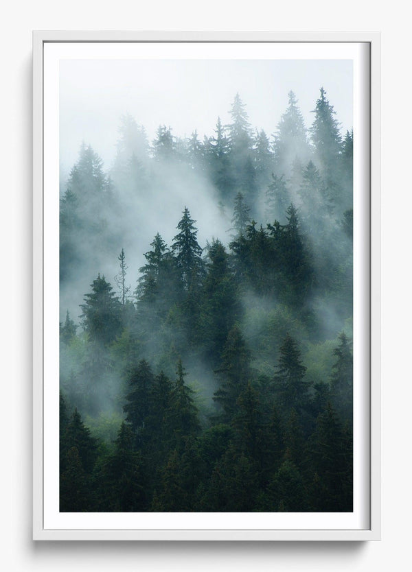 Deep Woods in a White frame