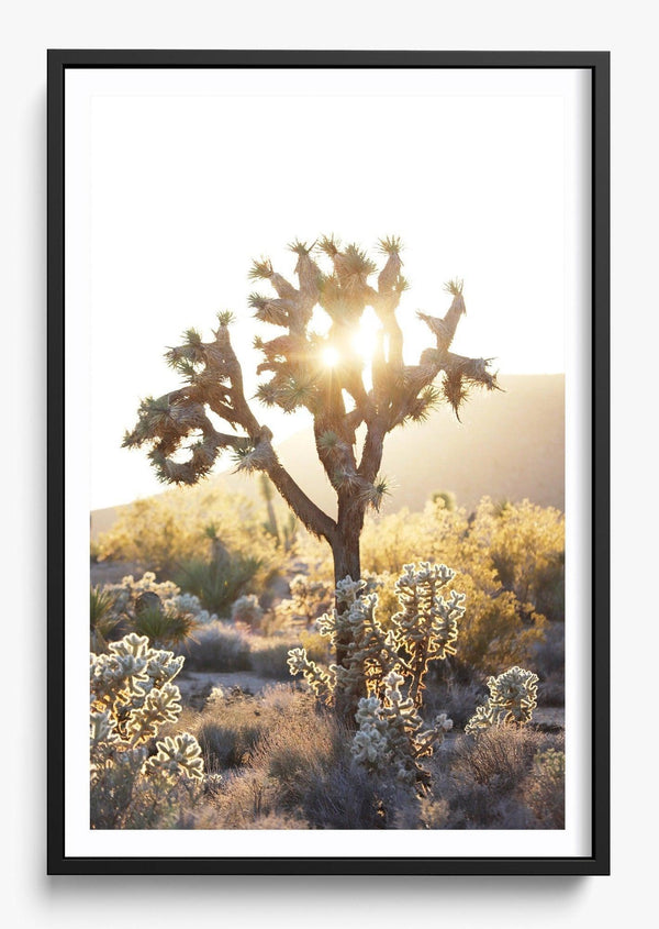 Joshua Tree Sunset in a Black frame