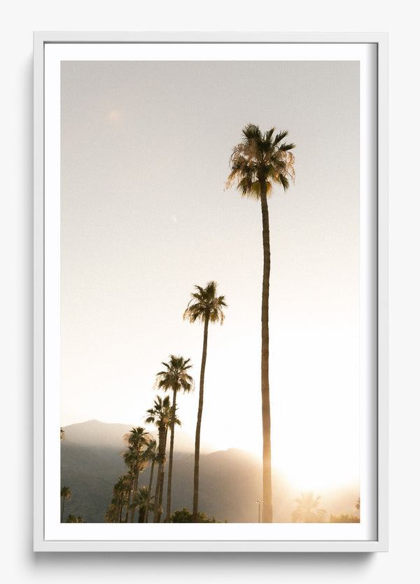 Foggy Palms in a White frame