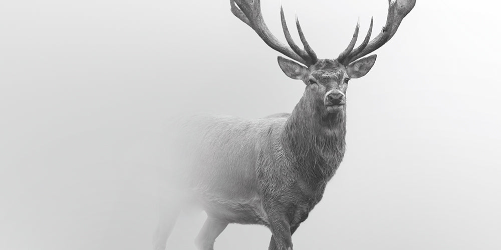 Wildlife