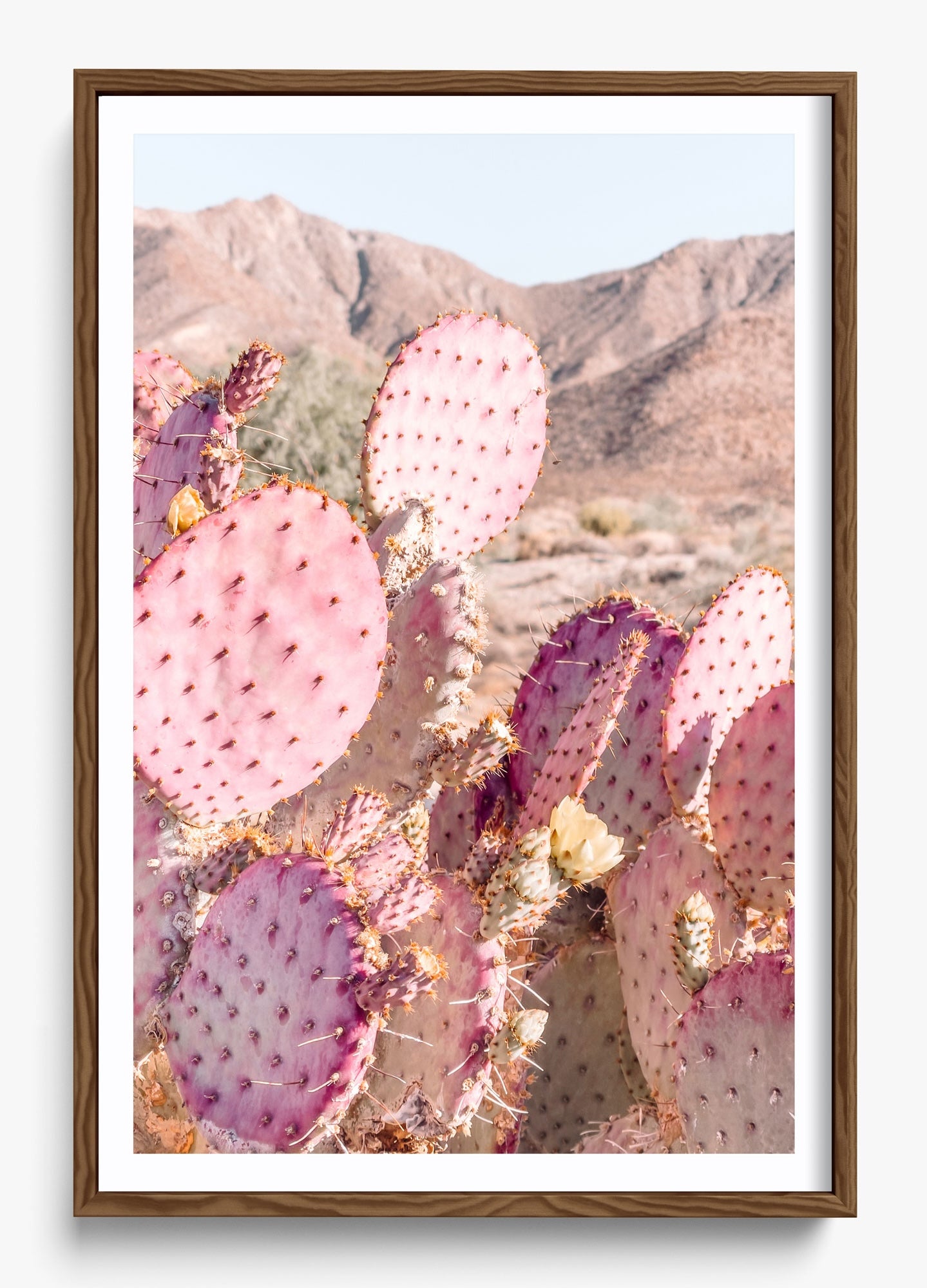 Prickly Pear