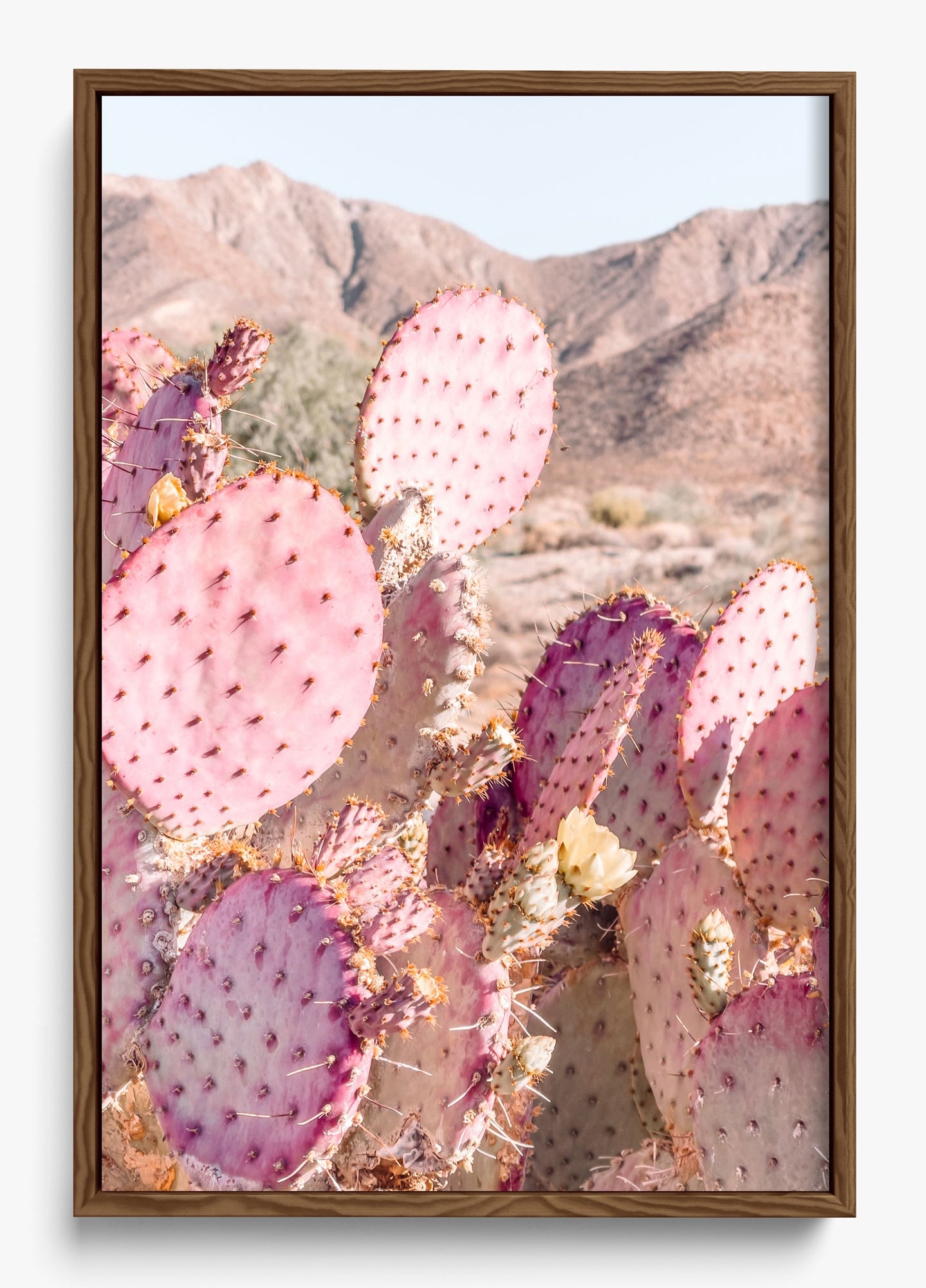 Prickly Pear