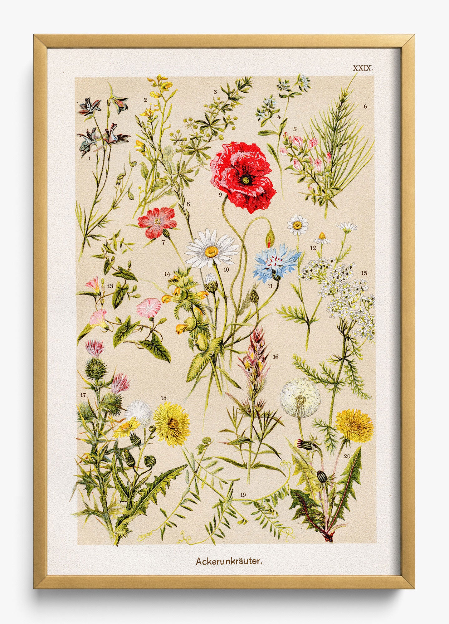 Among The Wildflowers
