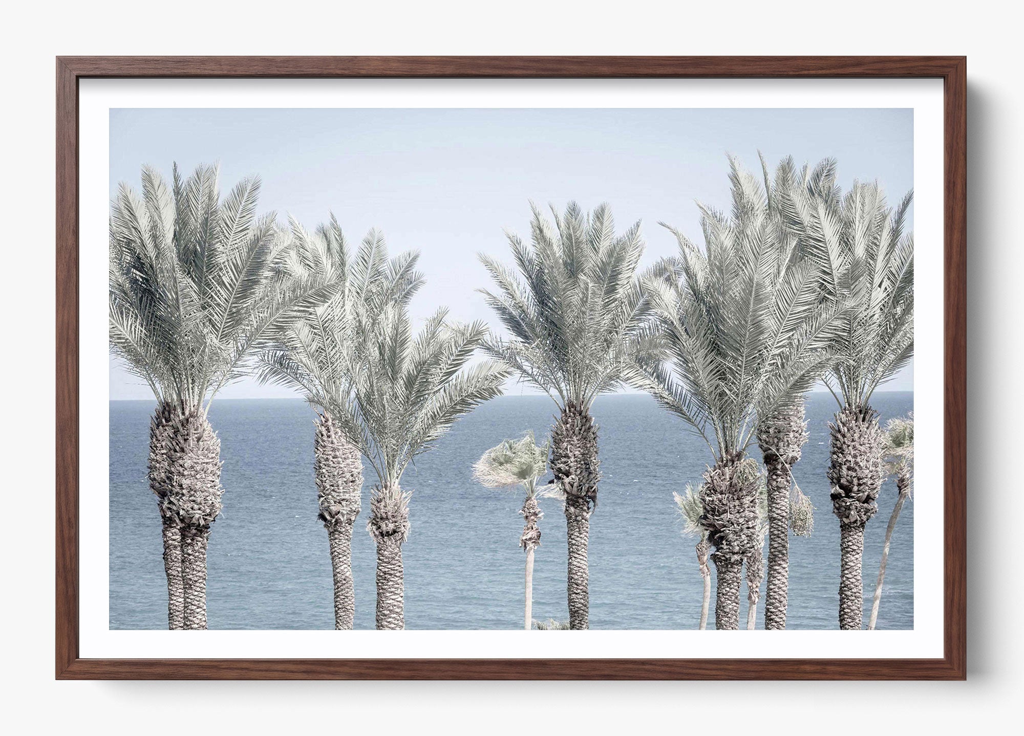 Cabo Palms