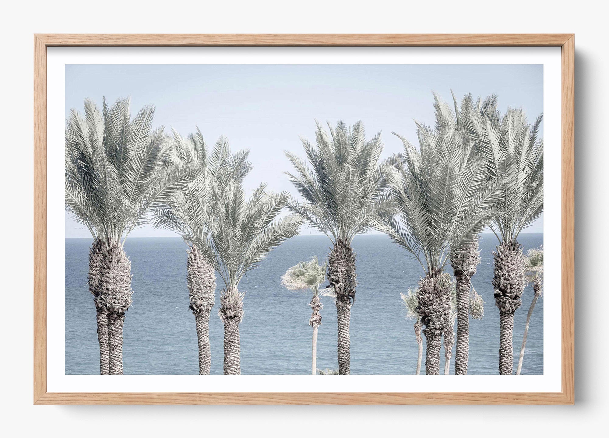 Cabo Palms