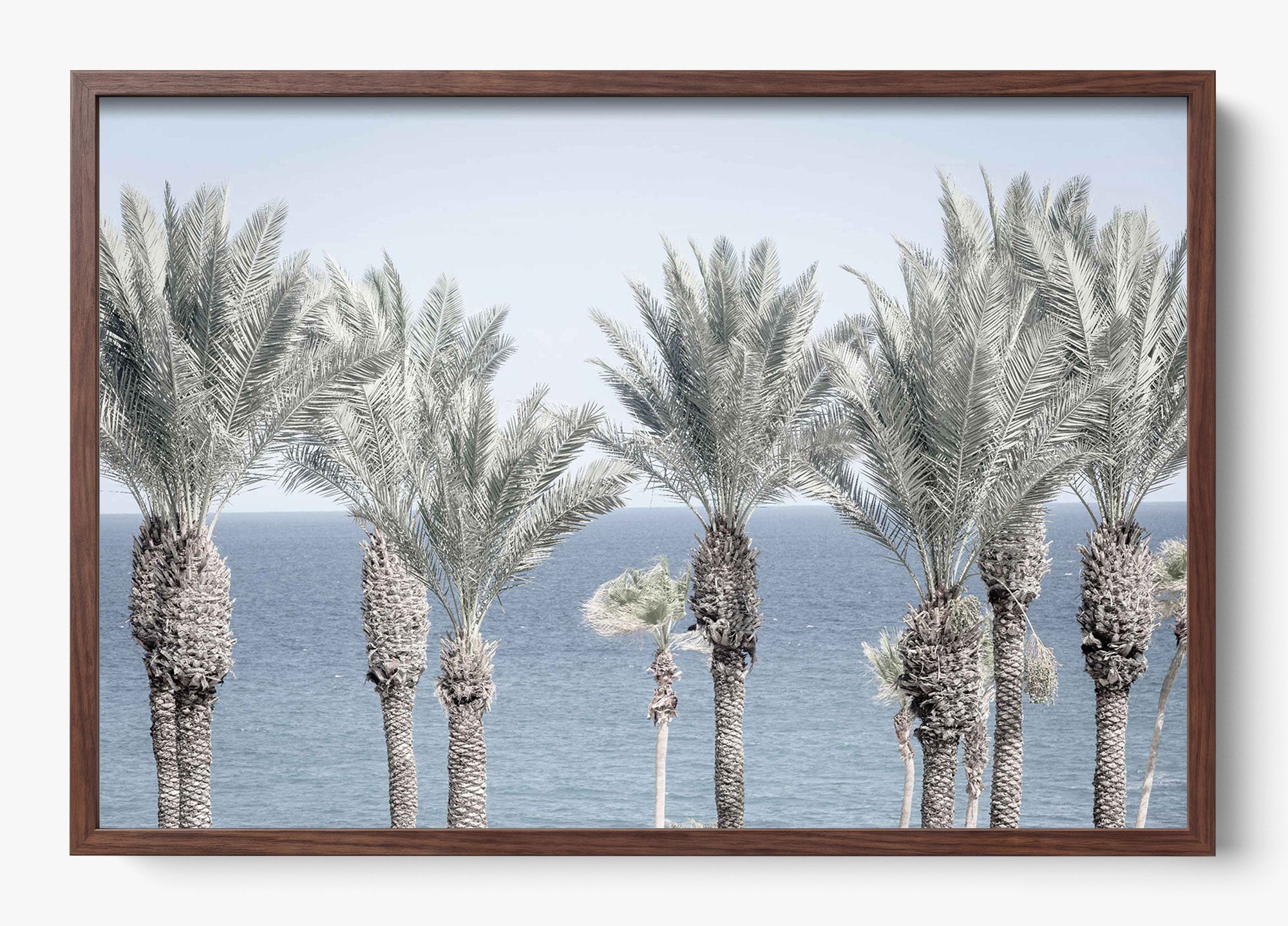 Cabo Palms