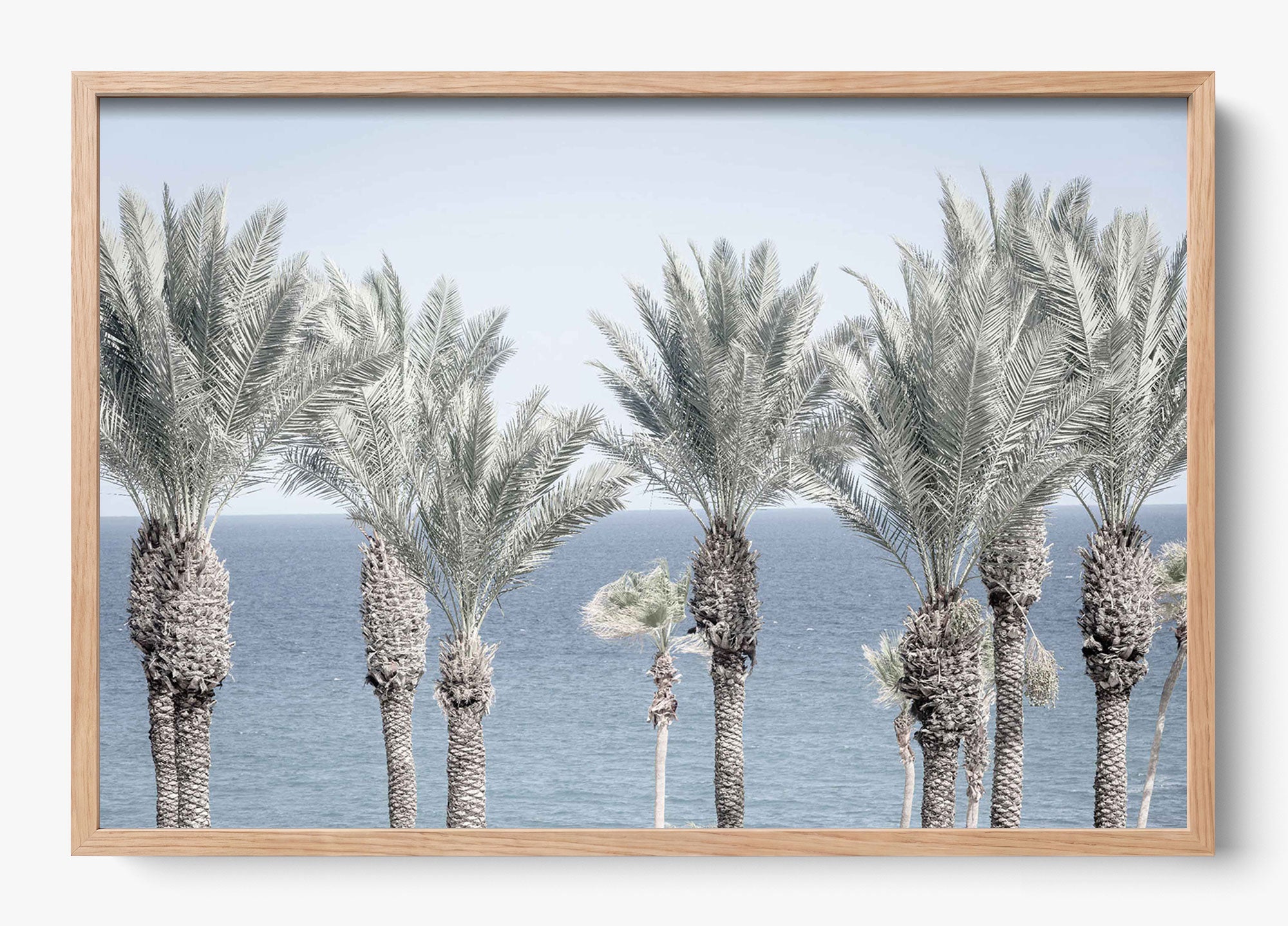 Cabo Palms