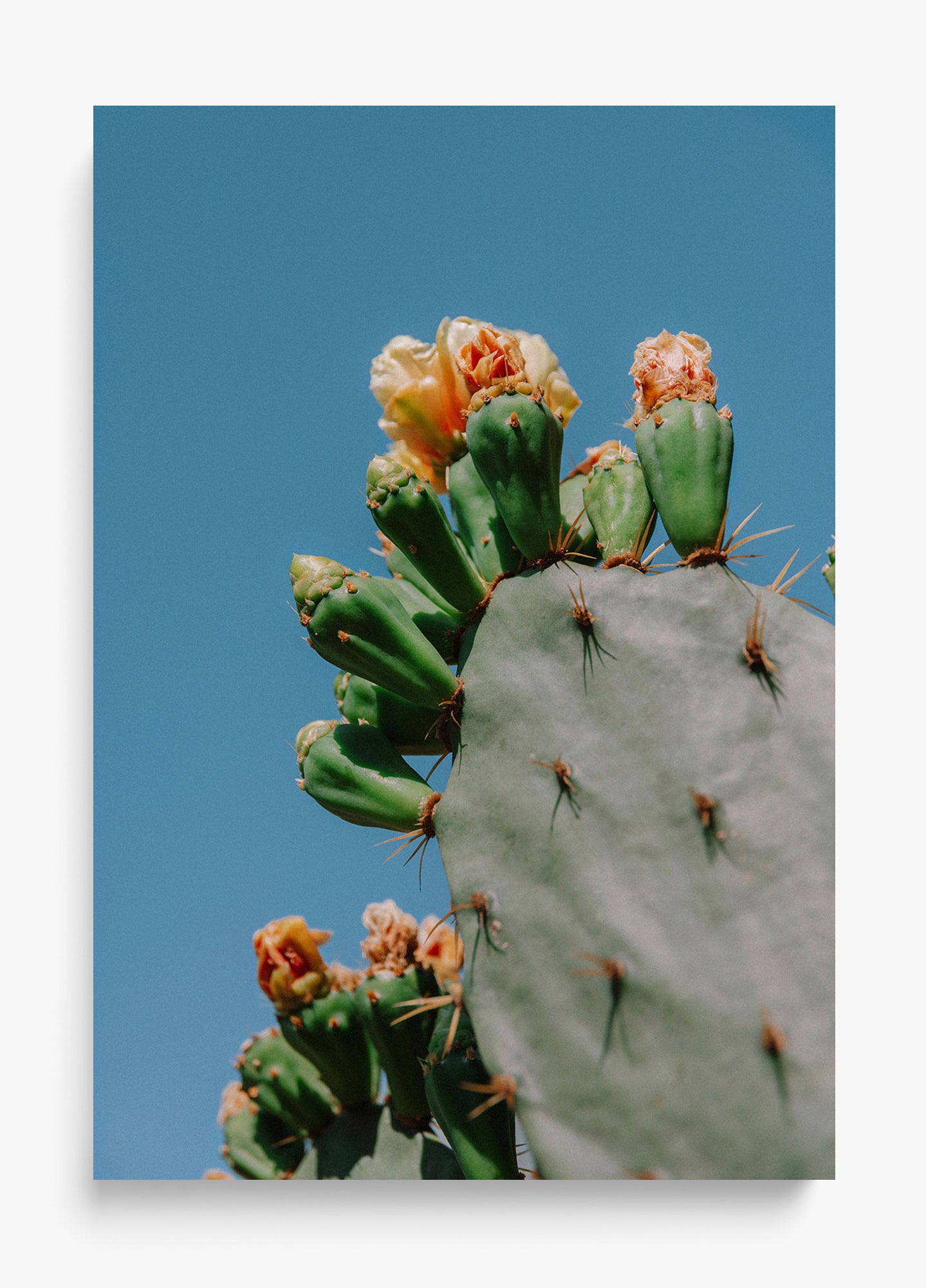 Dry Seasons