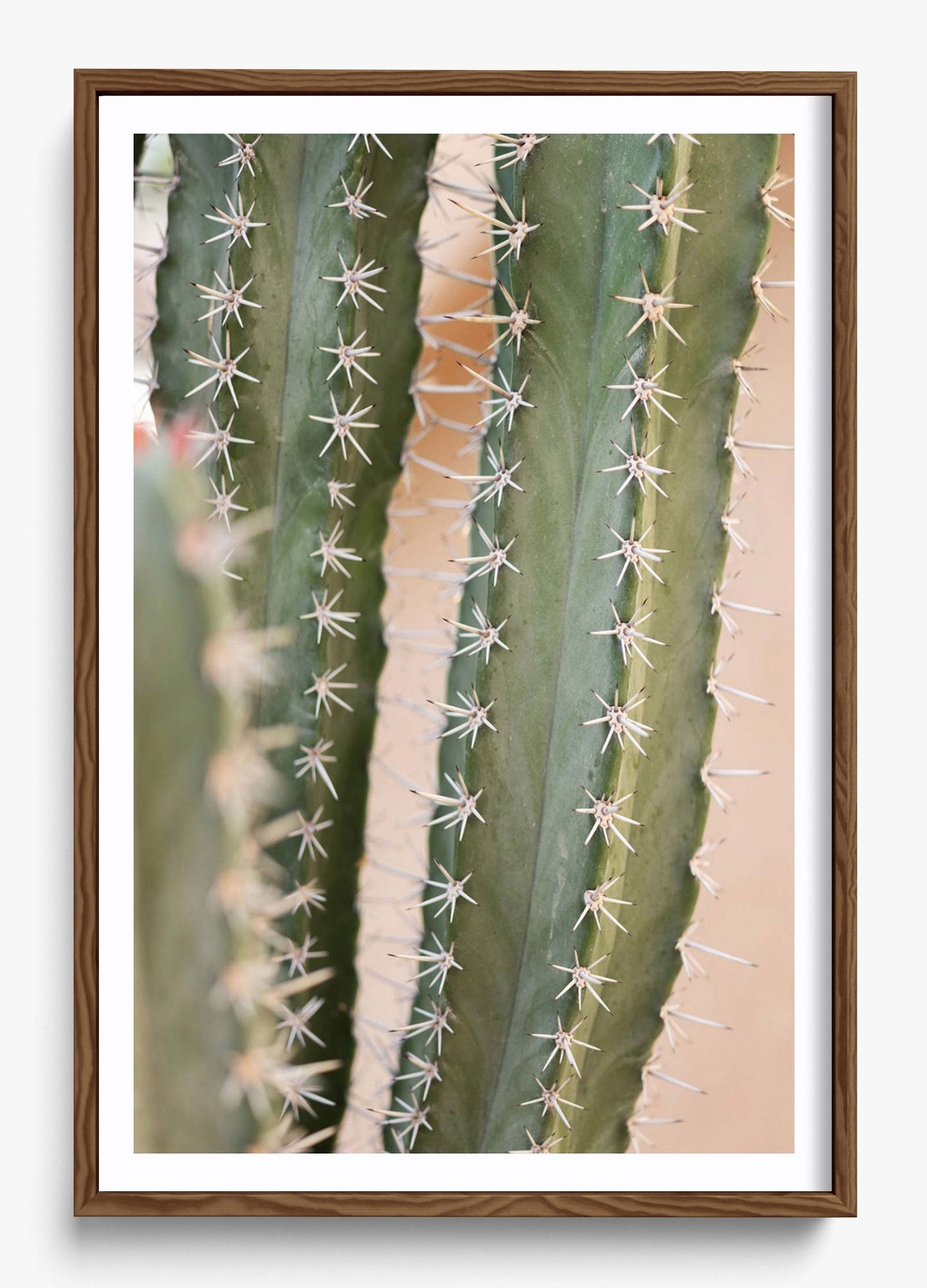Coral Cactus