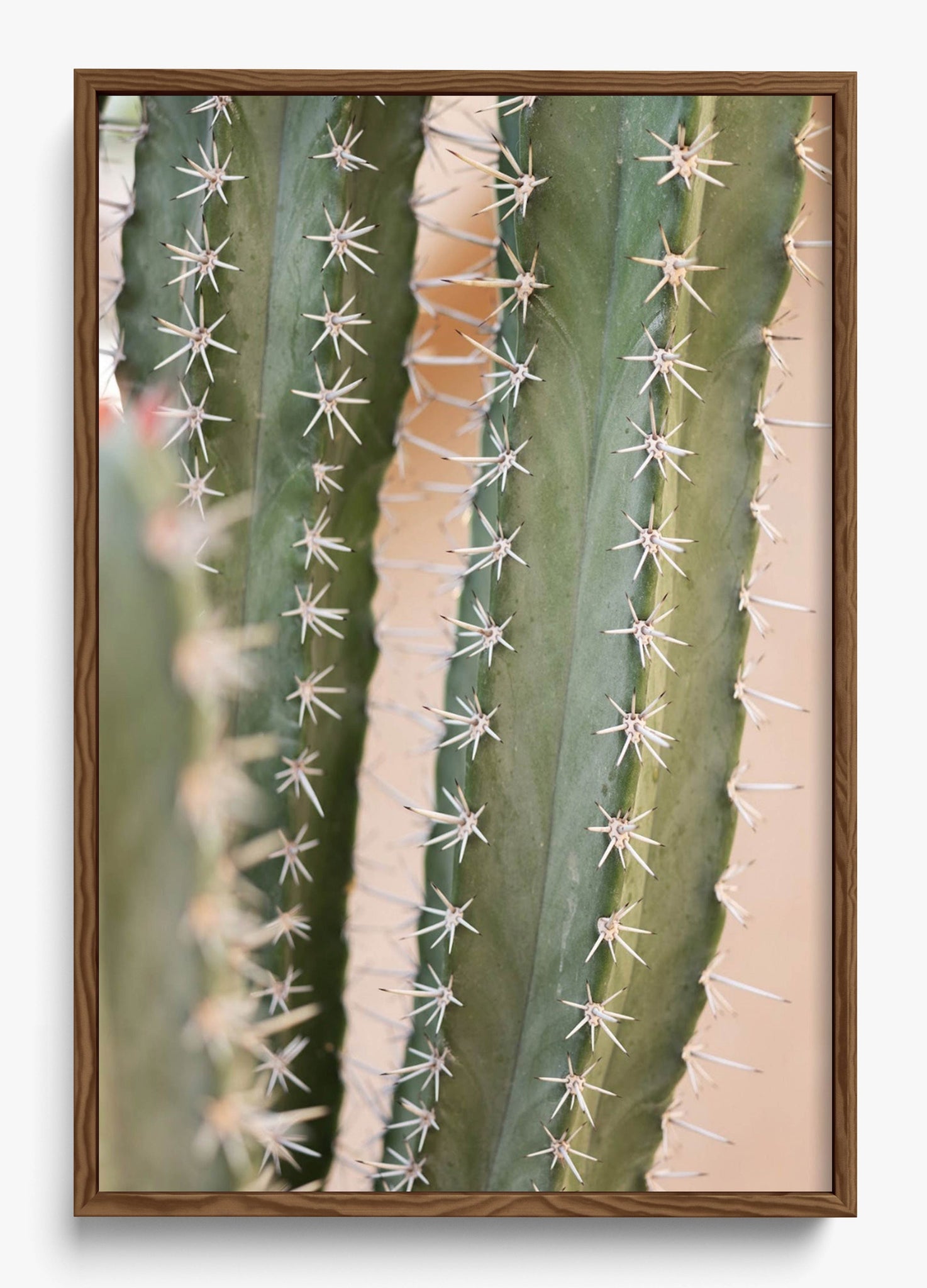 Coral Cactus