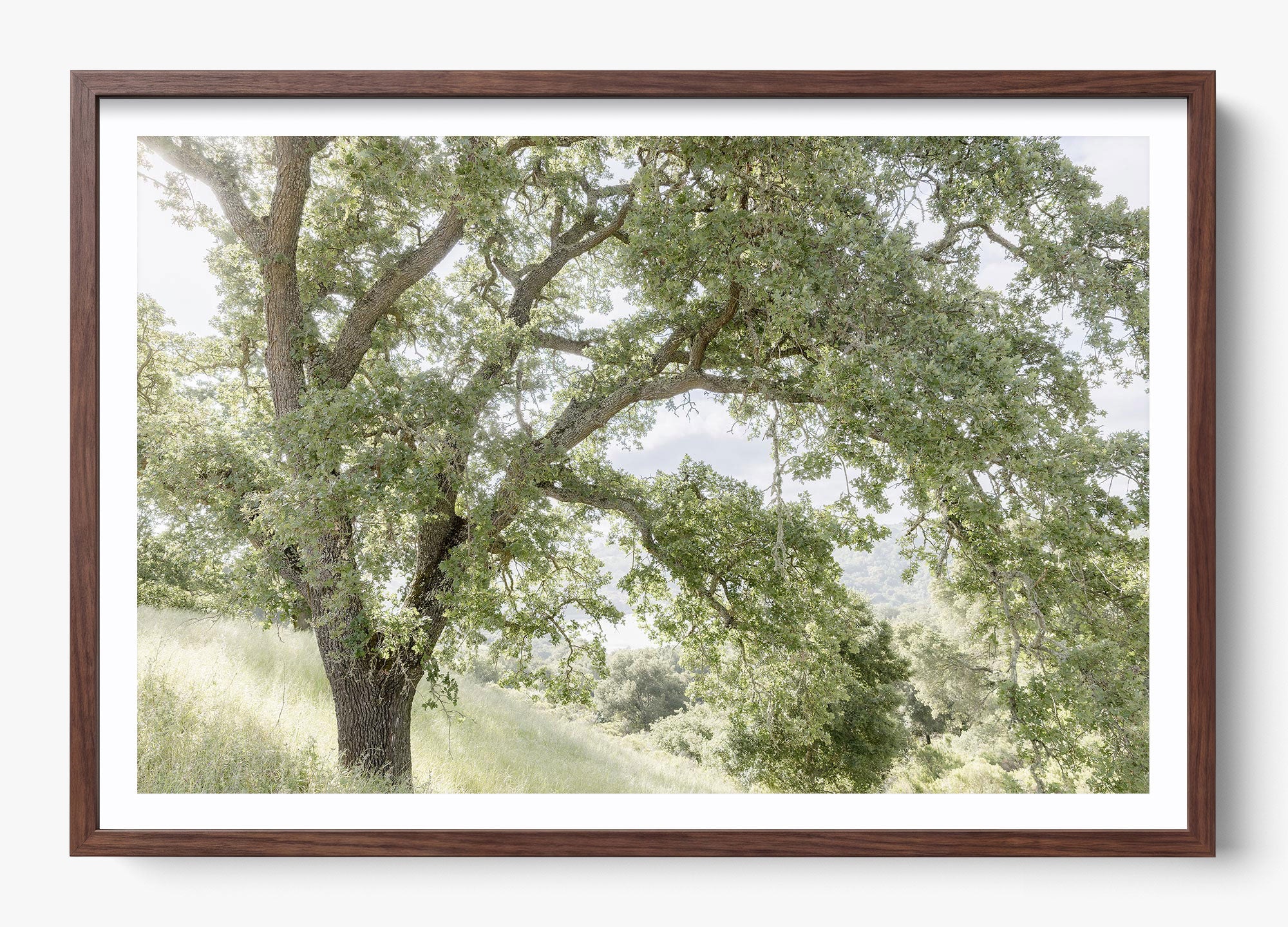 California Oak