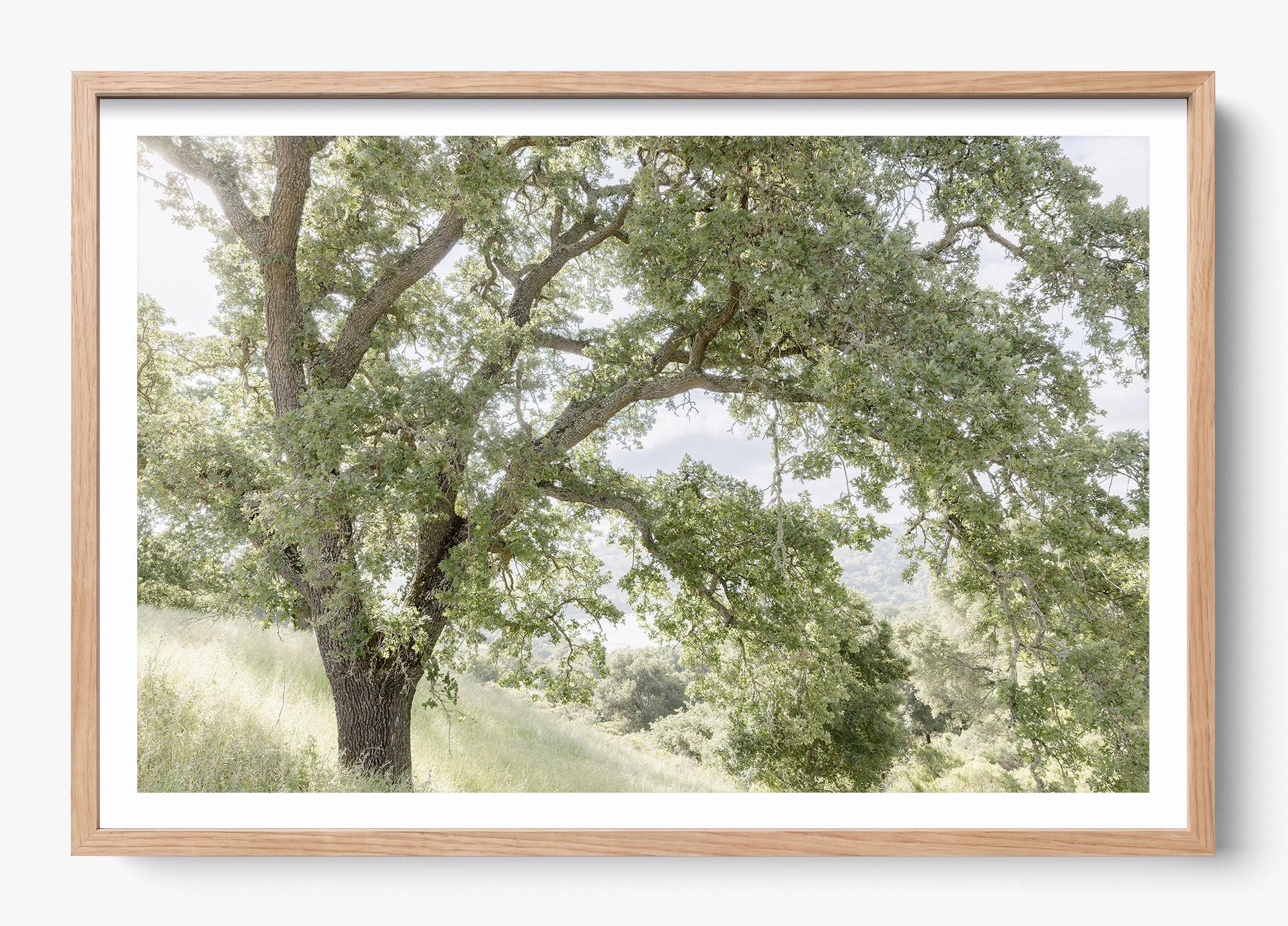 California Oak