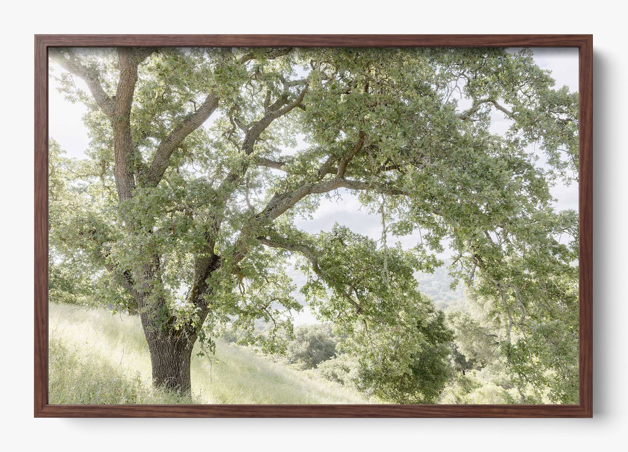 California Oak