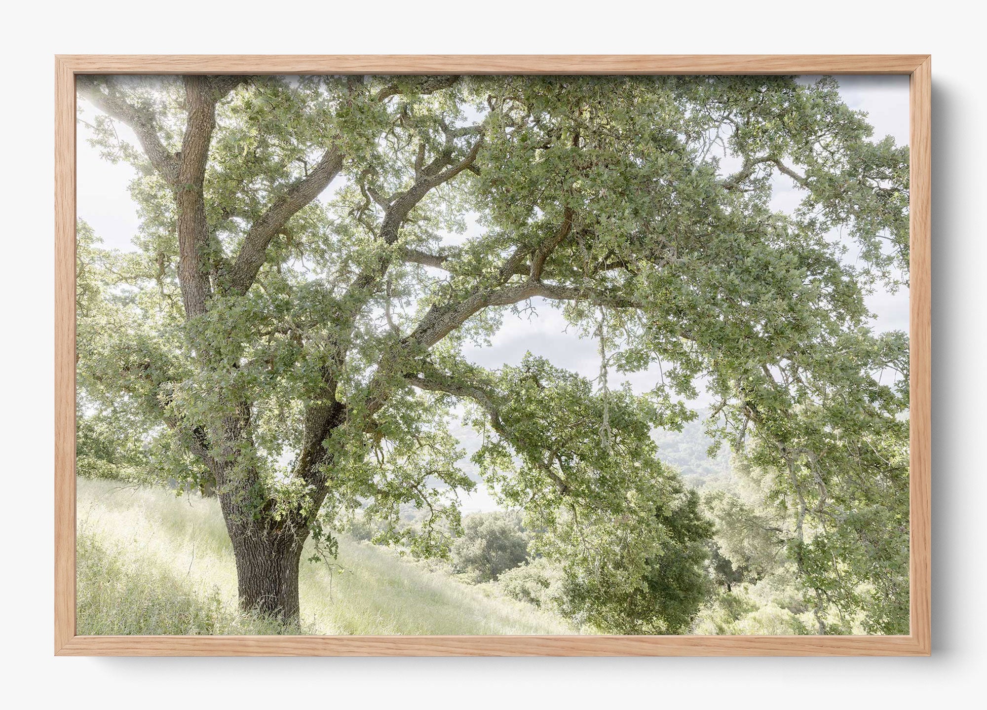 California Oak