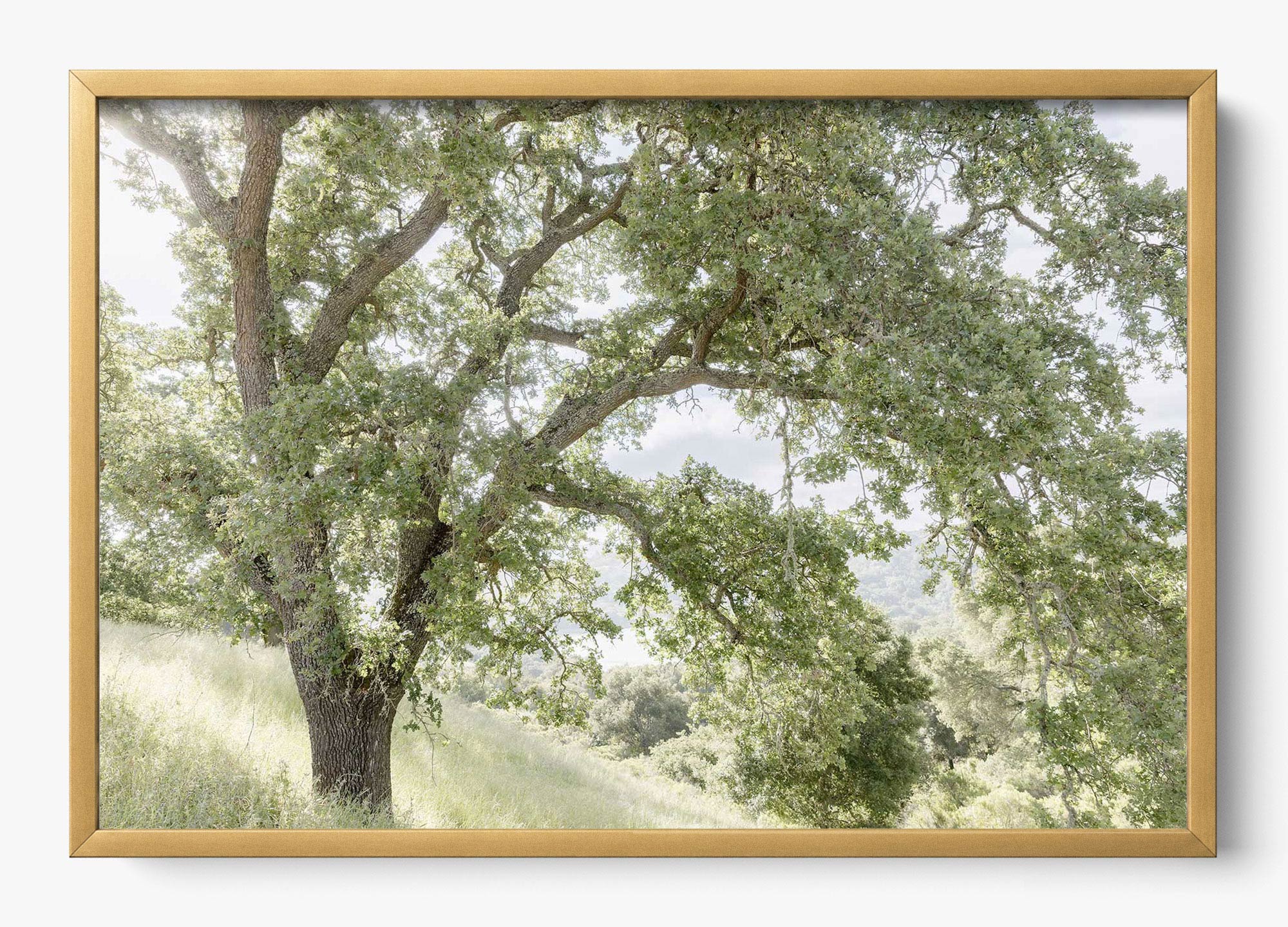 California Oak