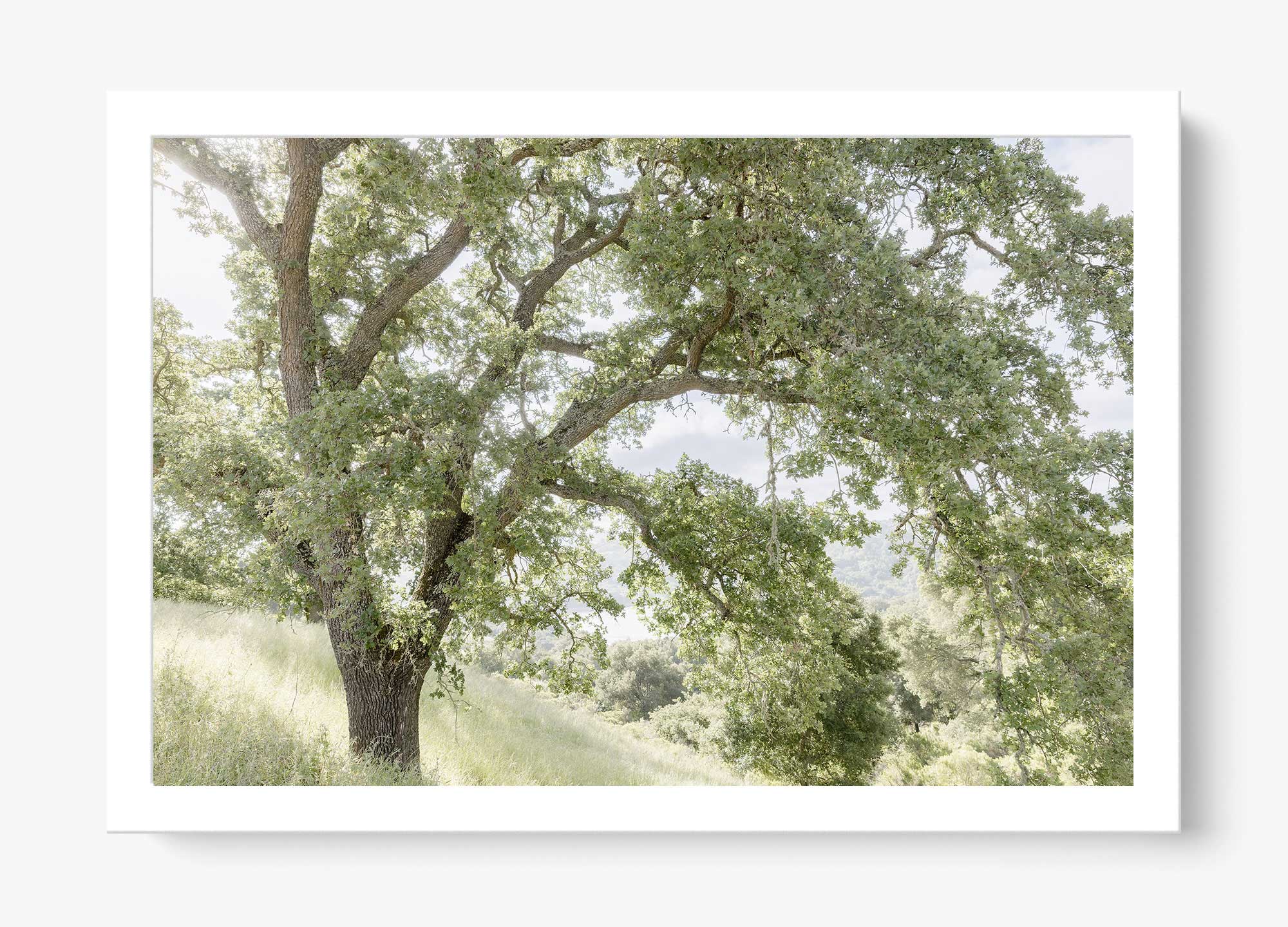 California Oak