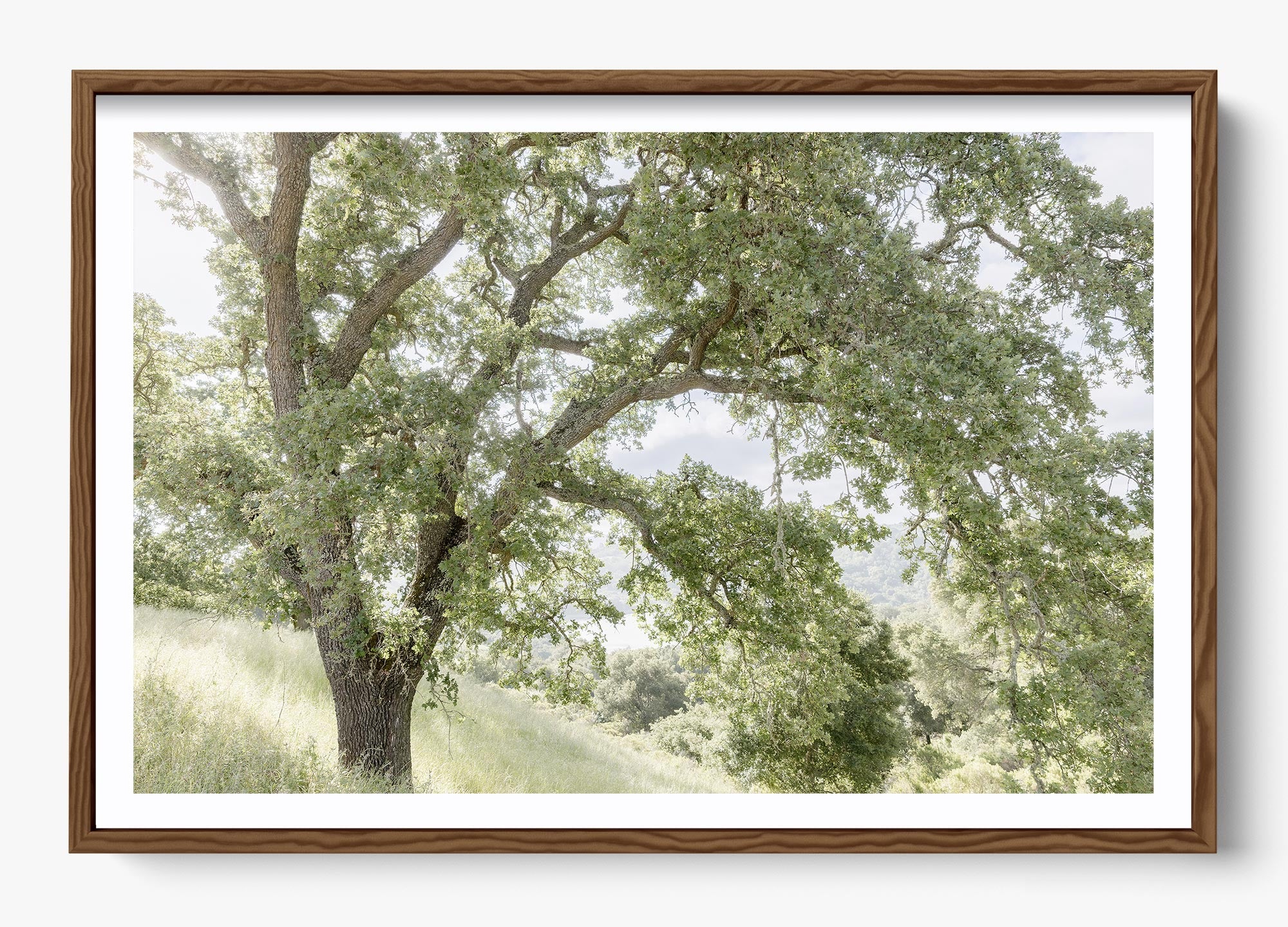 California Oak