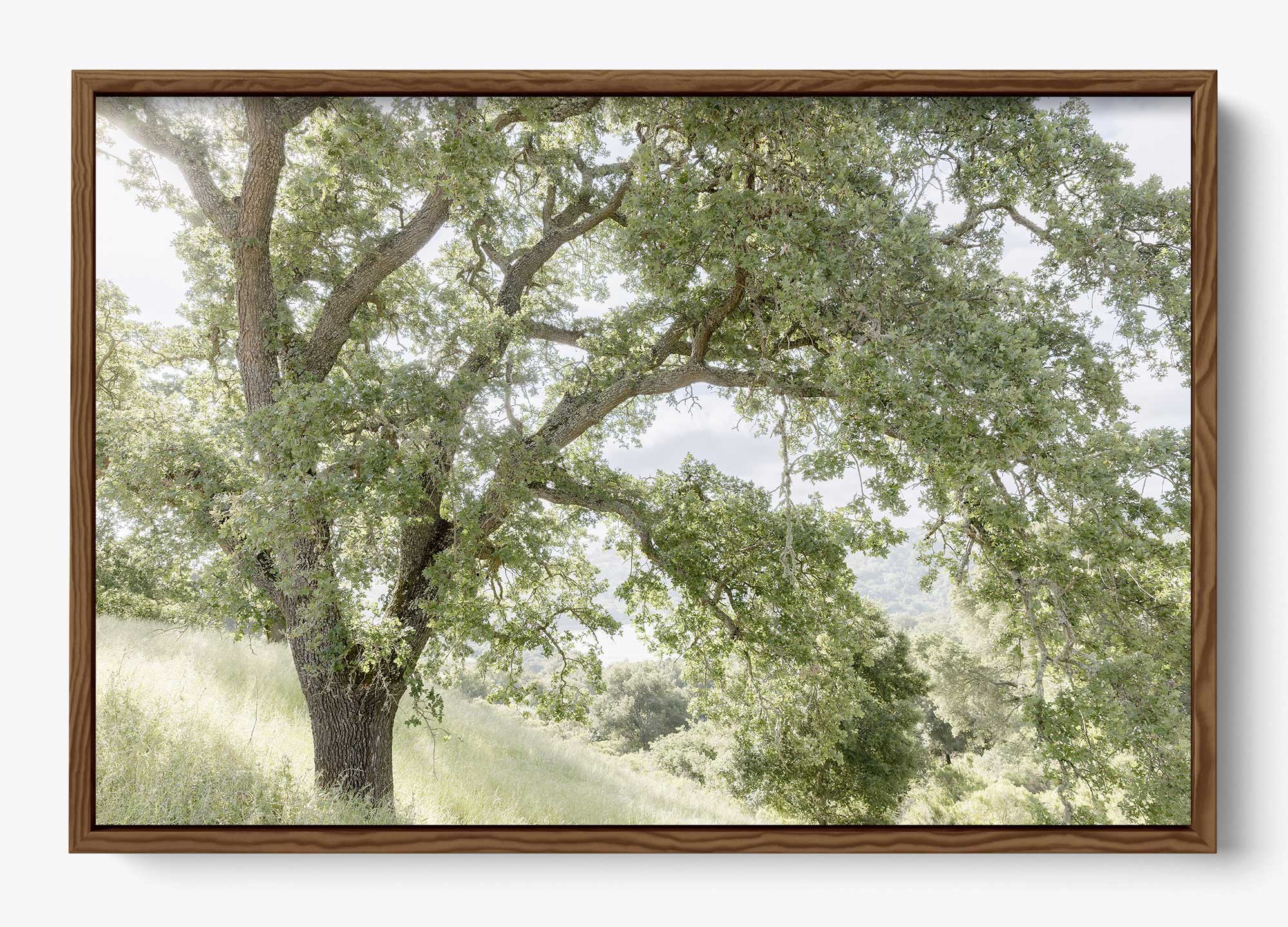 California Oak