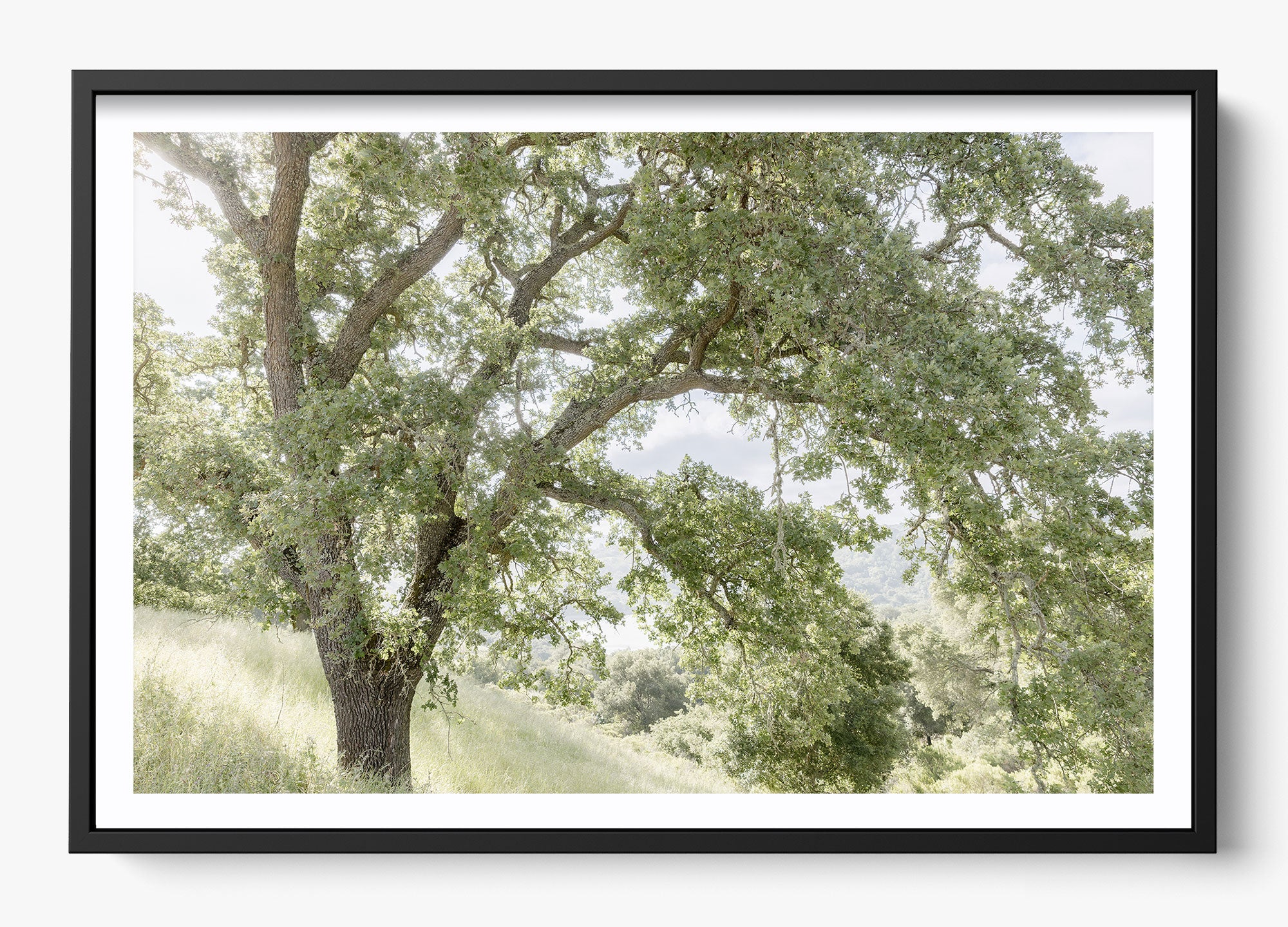 California Oak