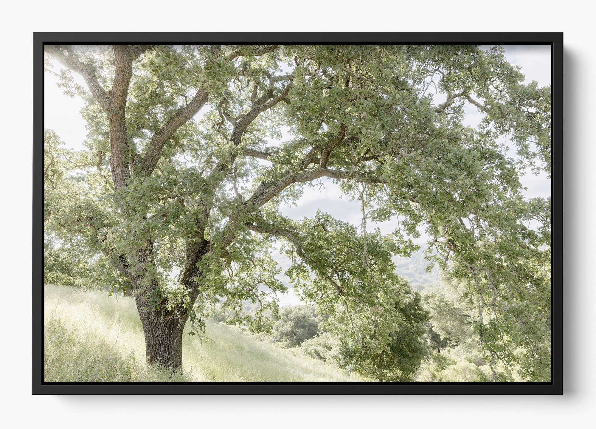 California Oak