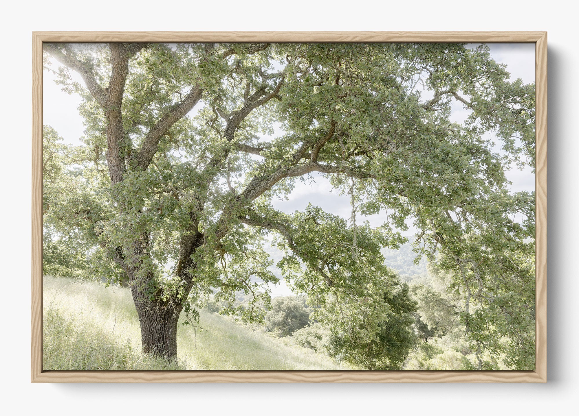 California Oak