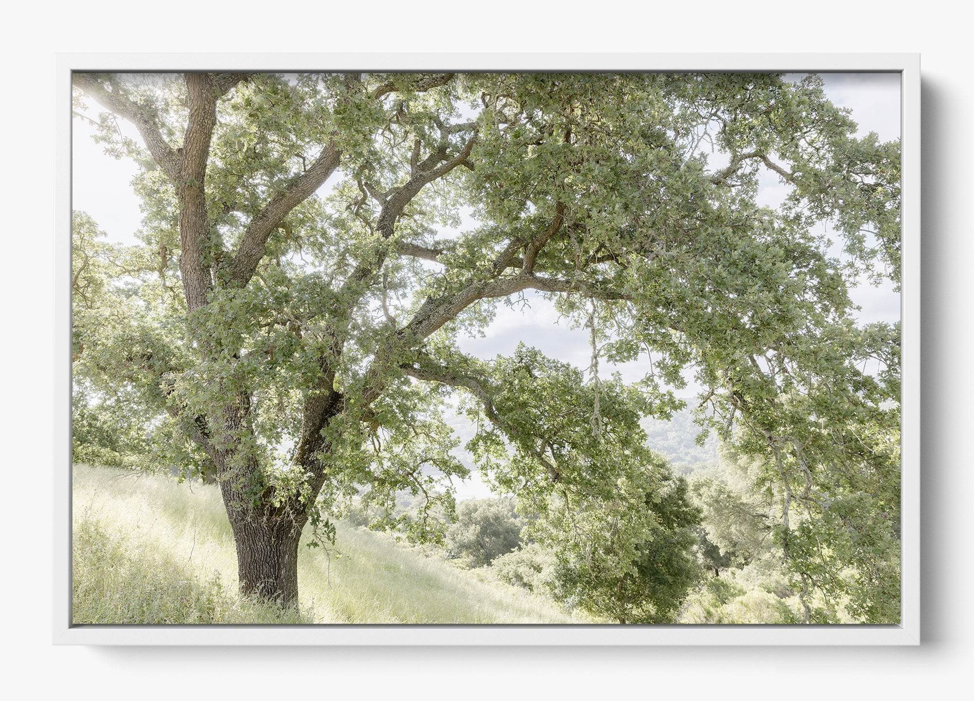 California Oak