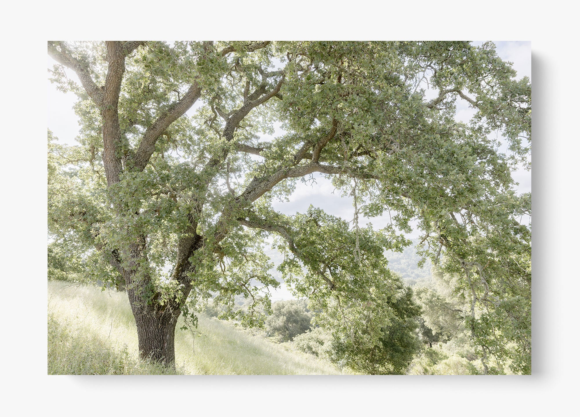 California Oak
