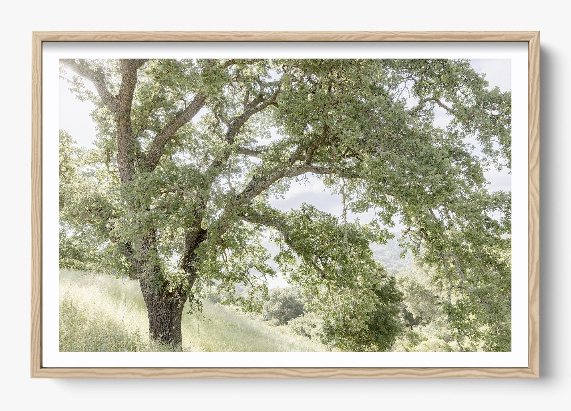 California Oak