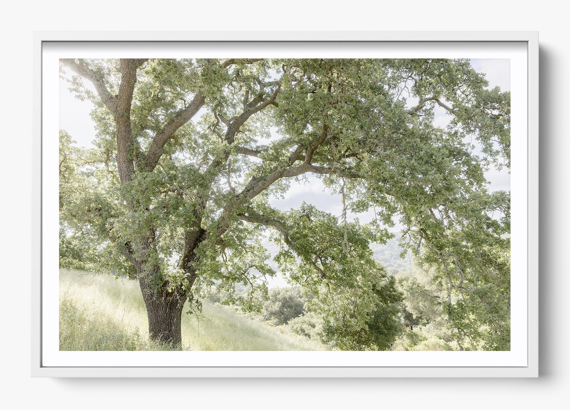 California Oak