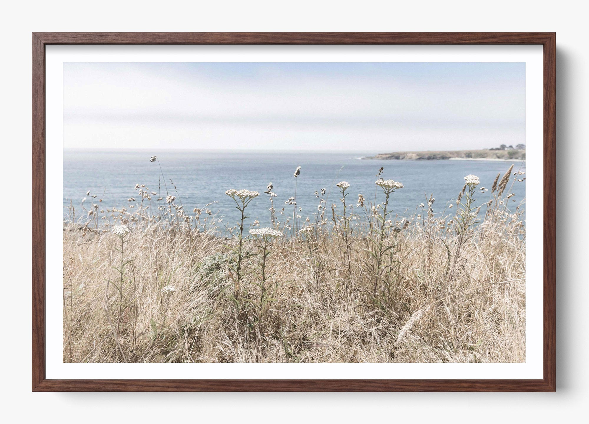 California Wildflower