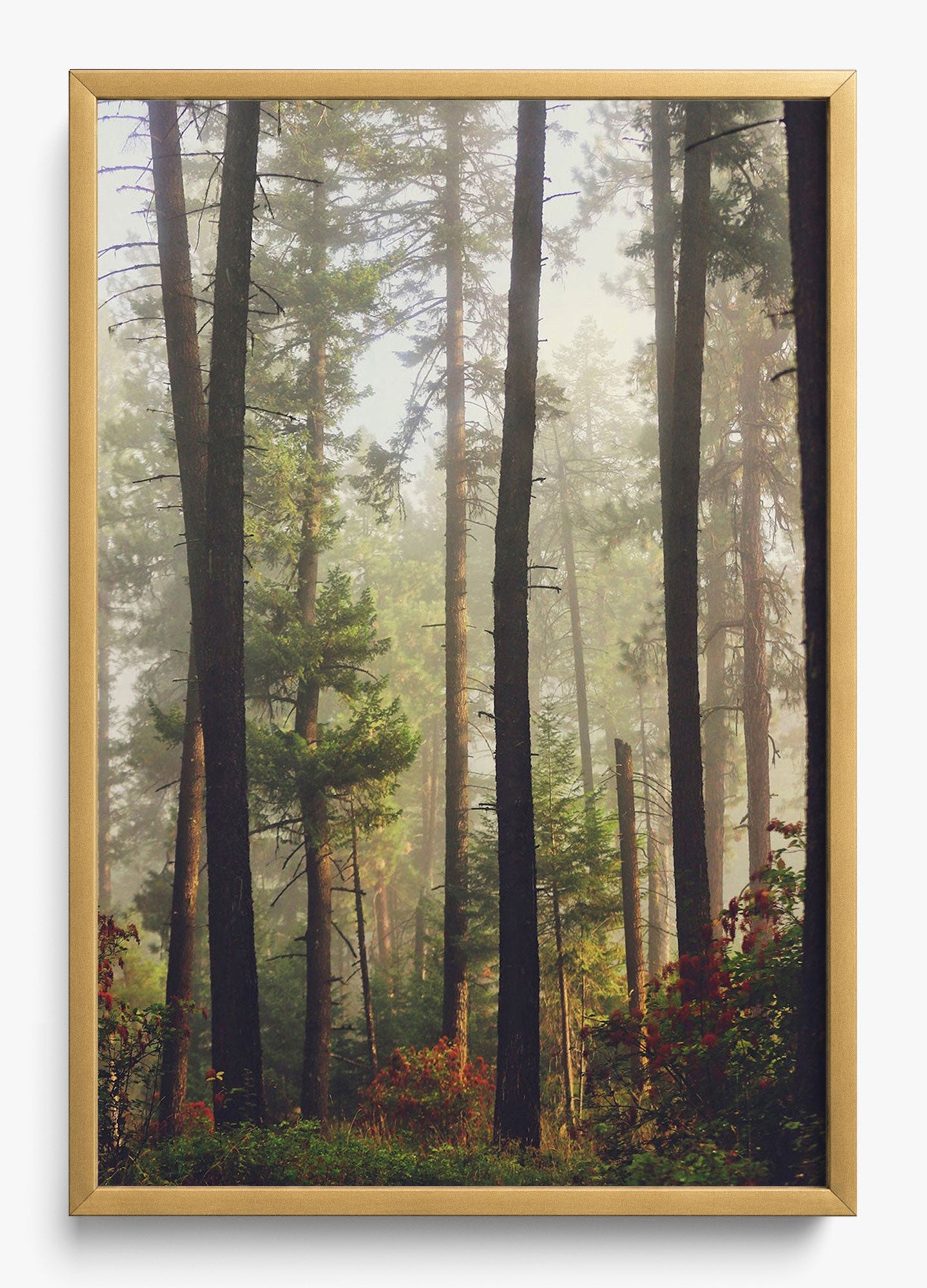 Canfield Mountain