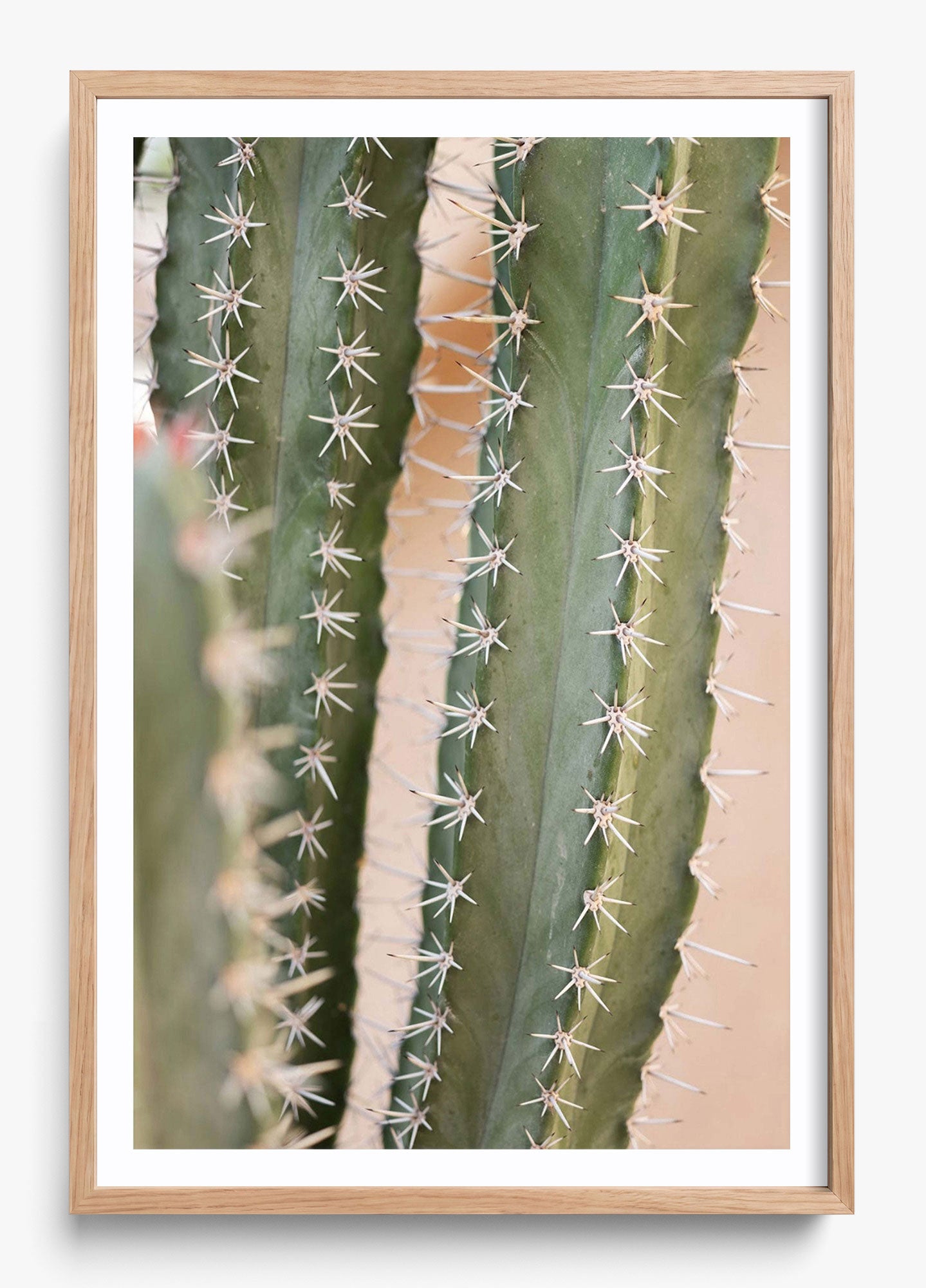Coral Cactus