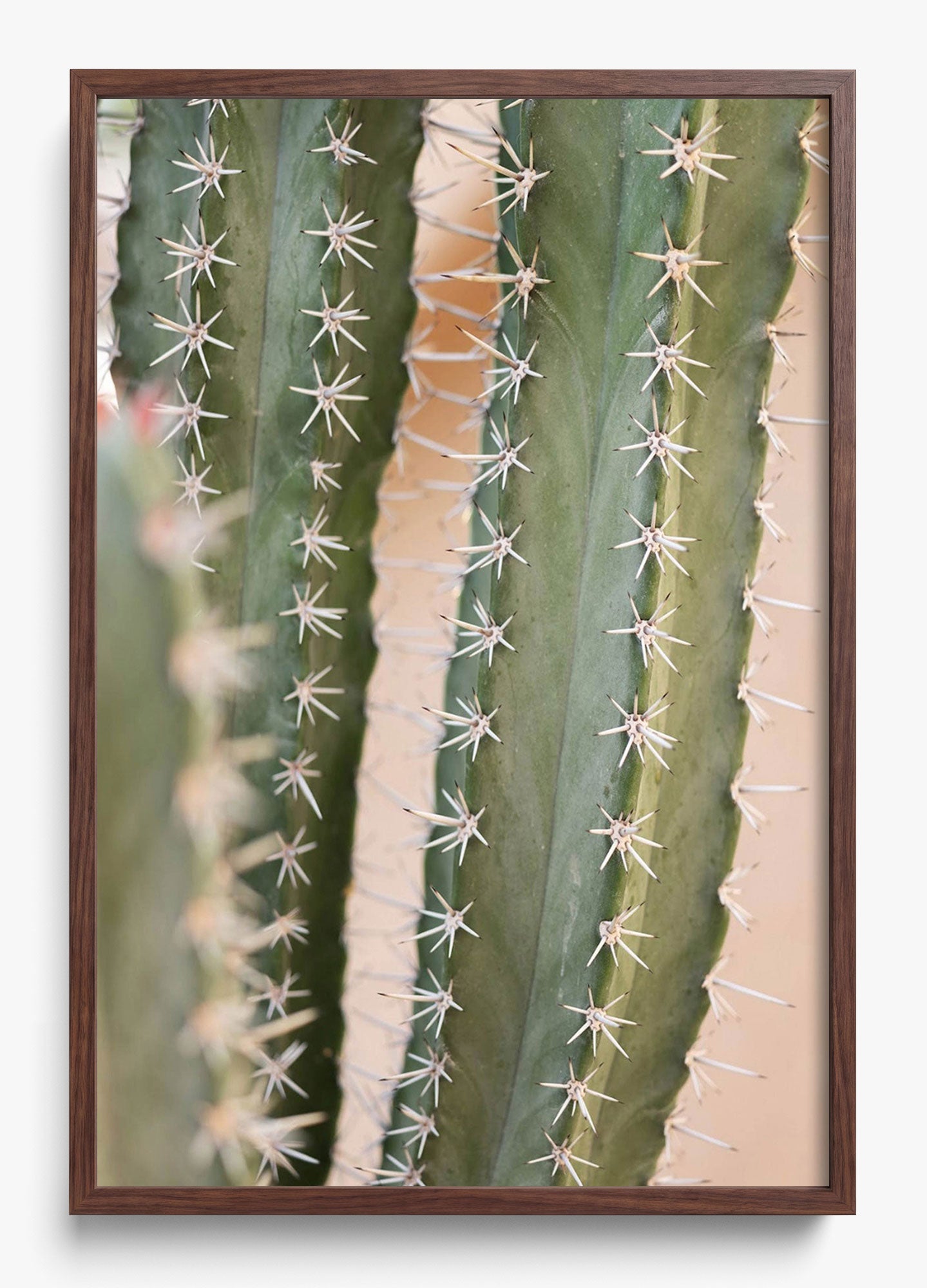 Coral Cactus