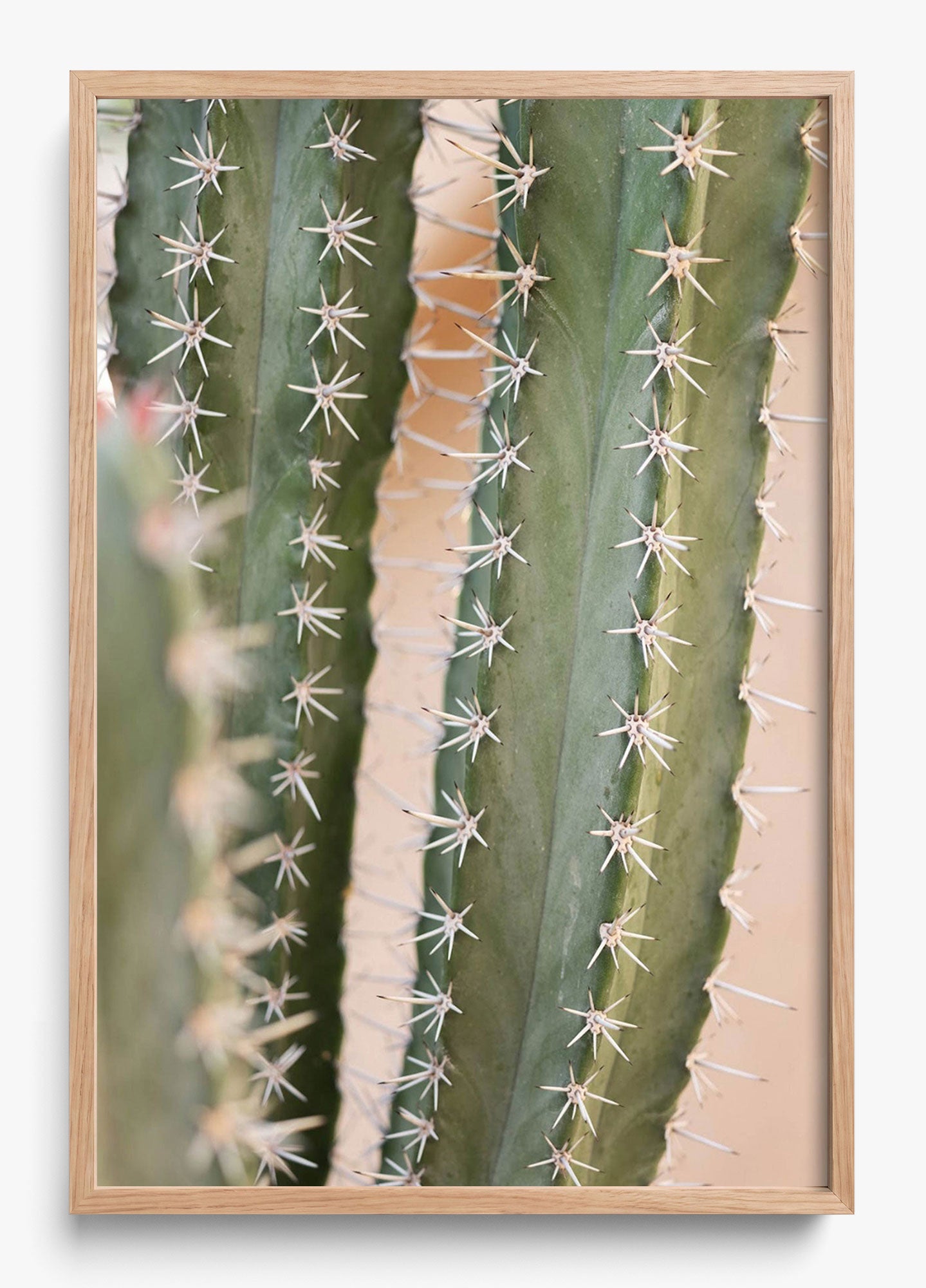 Coral Cactus
